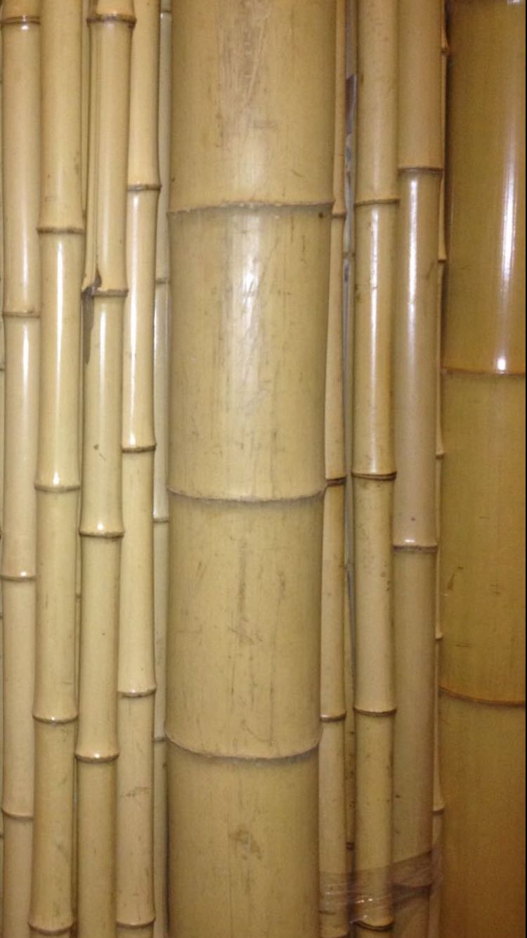 BAMBOO ORNAMENTALI VENDITA